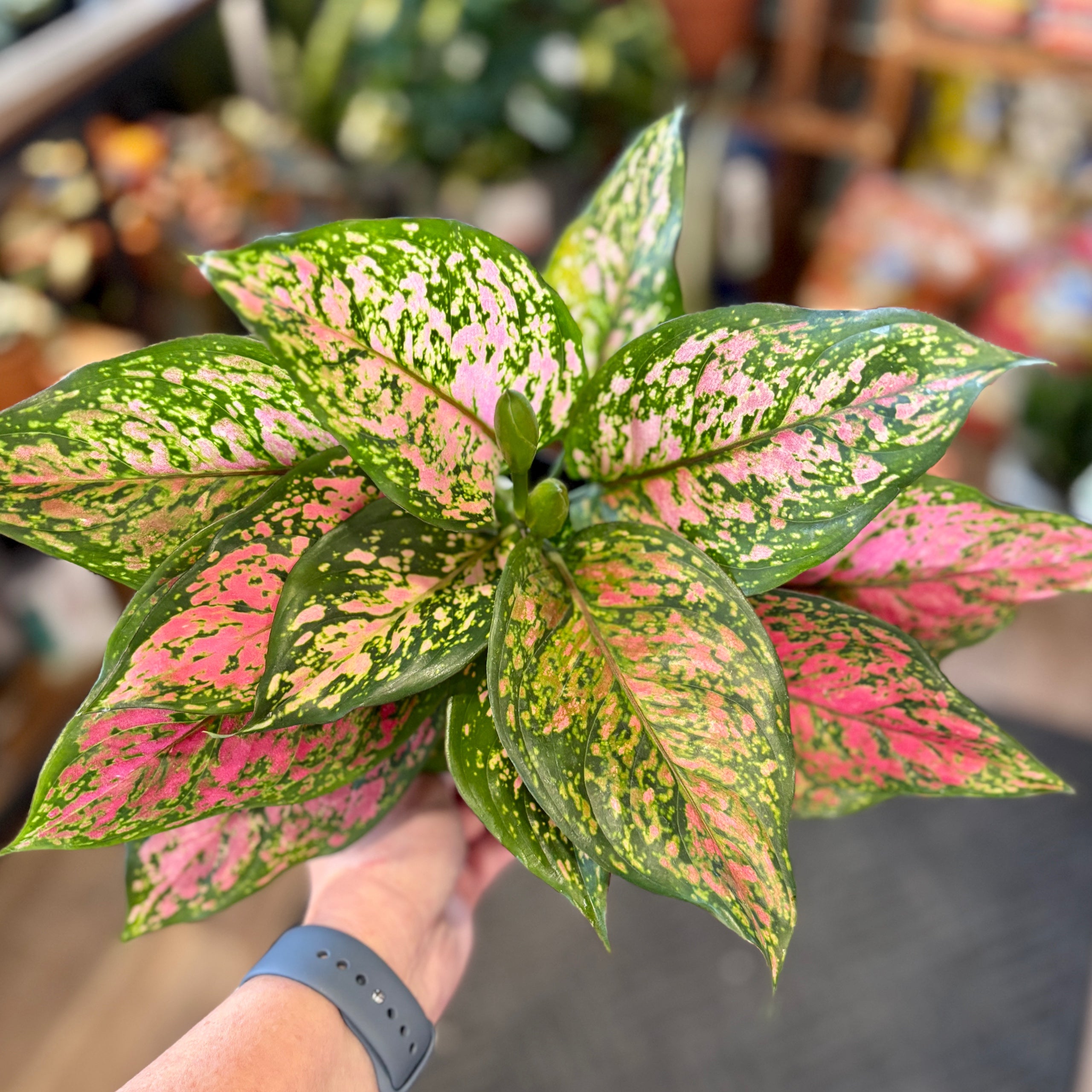 Aglaonema 'Wishes'