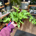 Fern Fortune's Holly