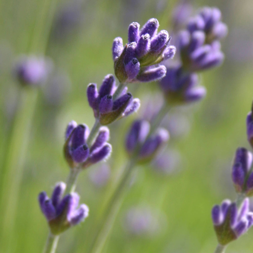 Essential Lavender Flower Garden | Gift | Handmade