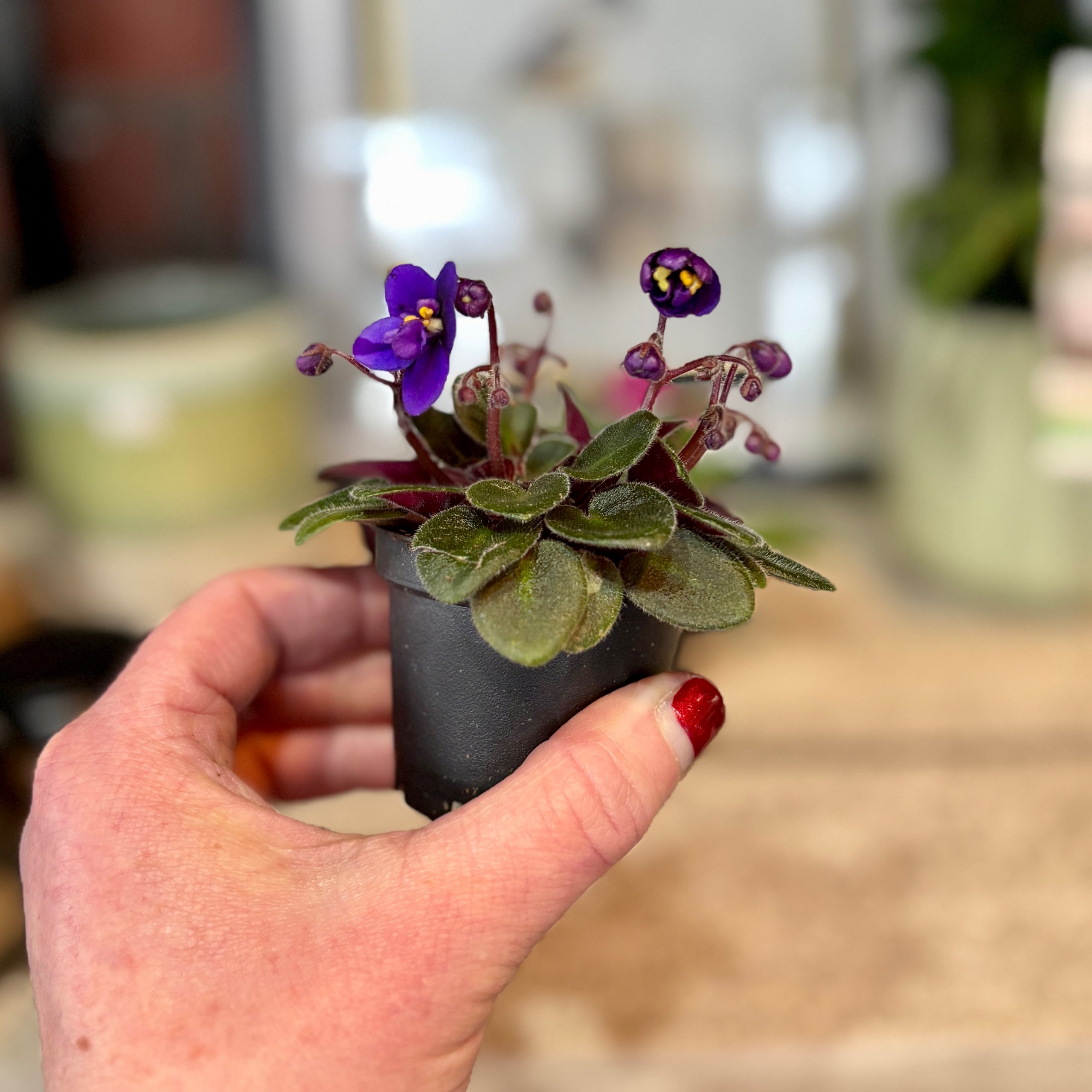 African Violet - 2"