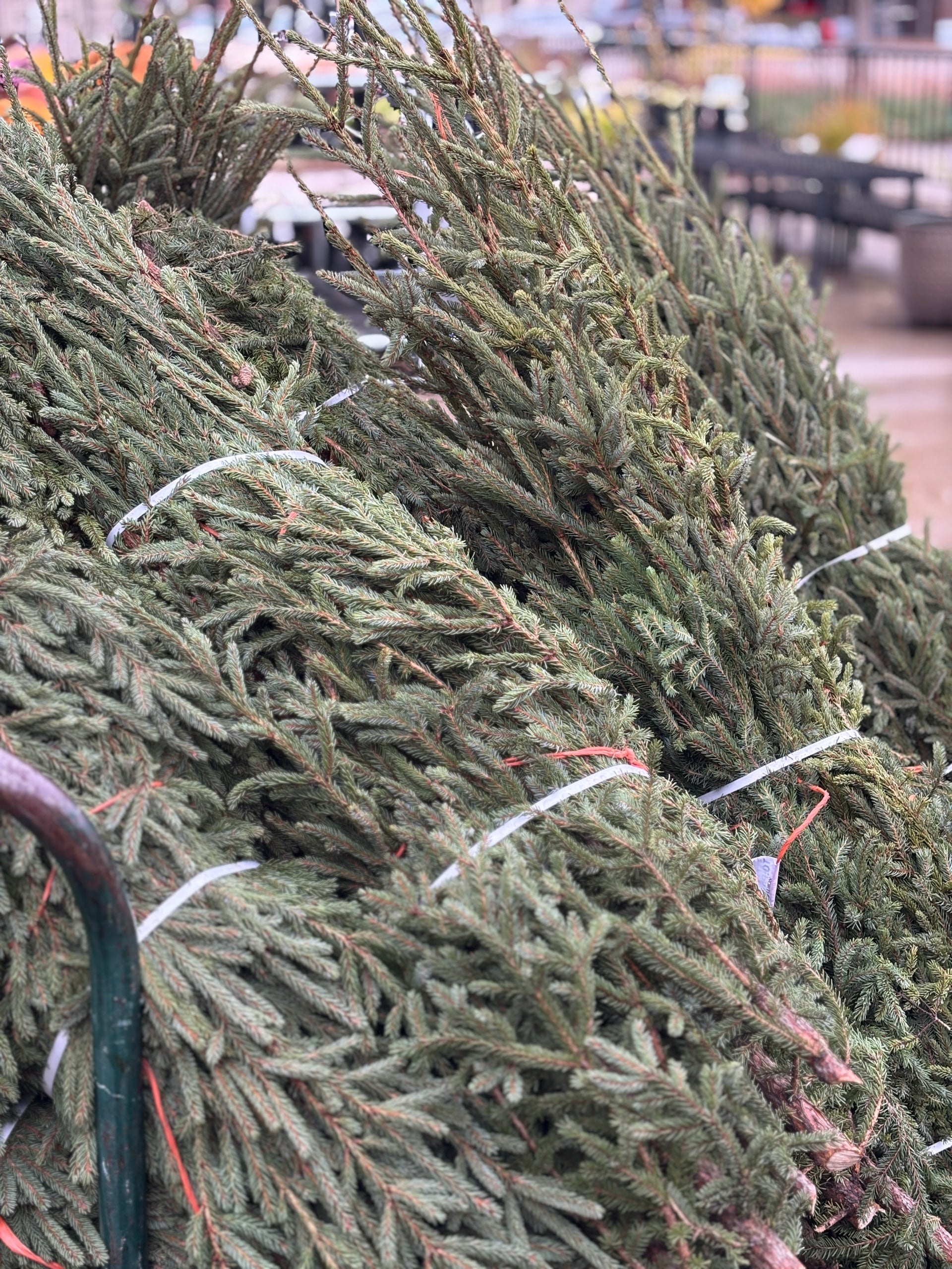 Spruce Tops Bundle 4-5' - Single Stem