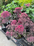 Sedum Dynomite #1 Gallon
