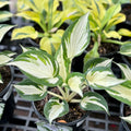 Hosta 'Amazone' #1 Gallon Pot