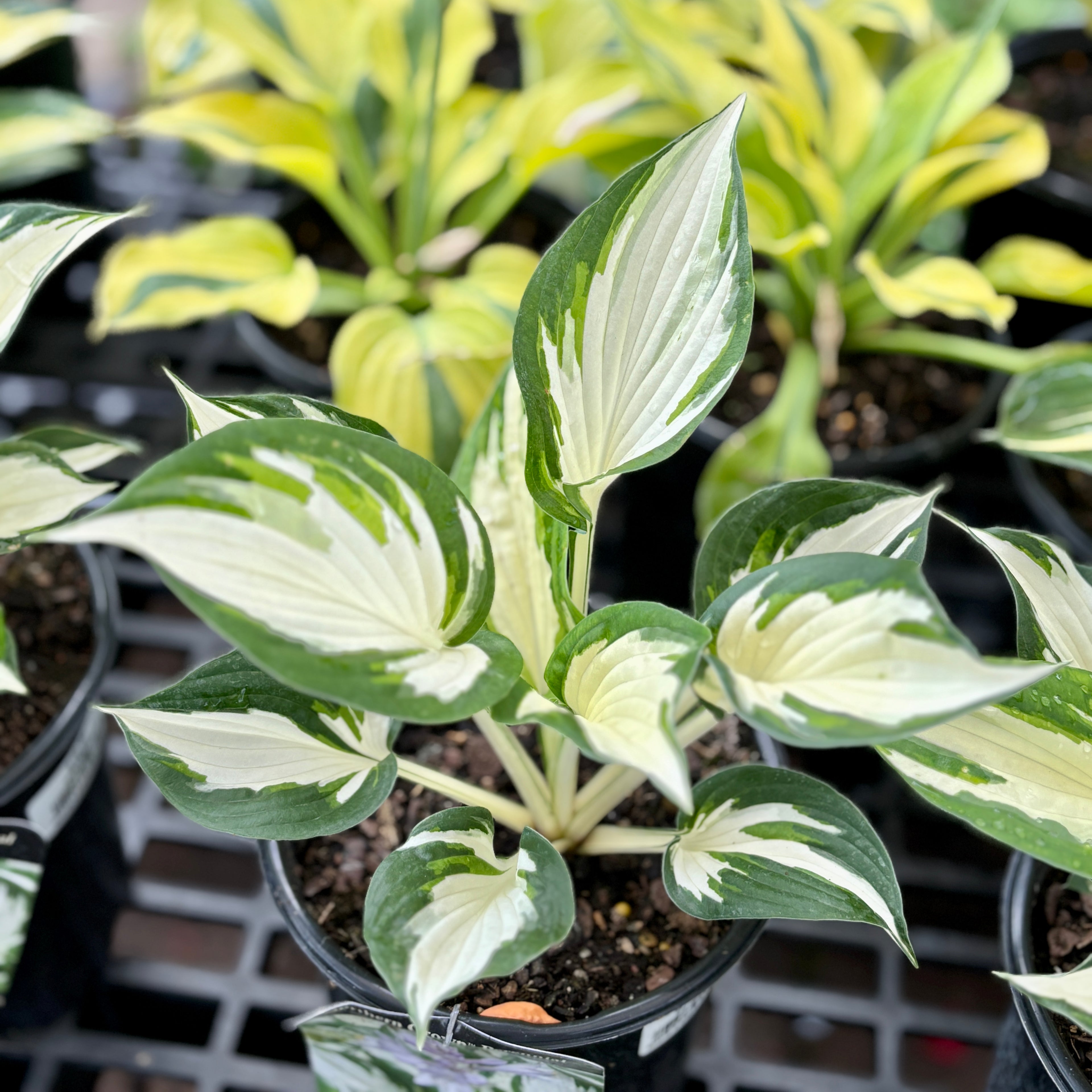Hosta 'Amazone' #1 Gallon Pot