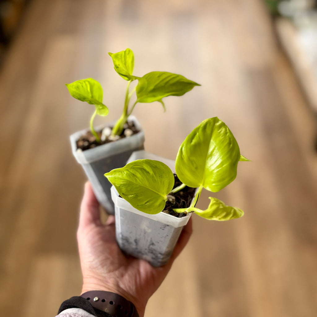 Epipremnum/Pothos 'Champs Elysees' 3" Rooted Cuttings