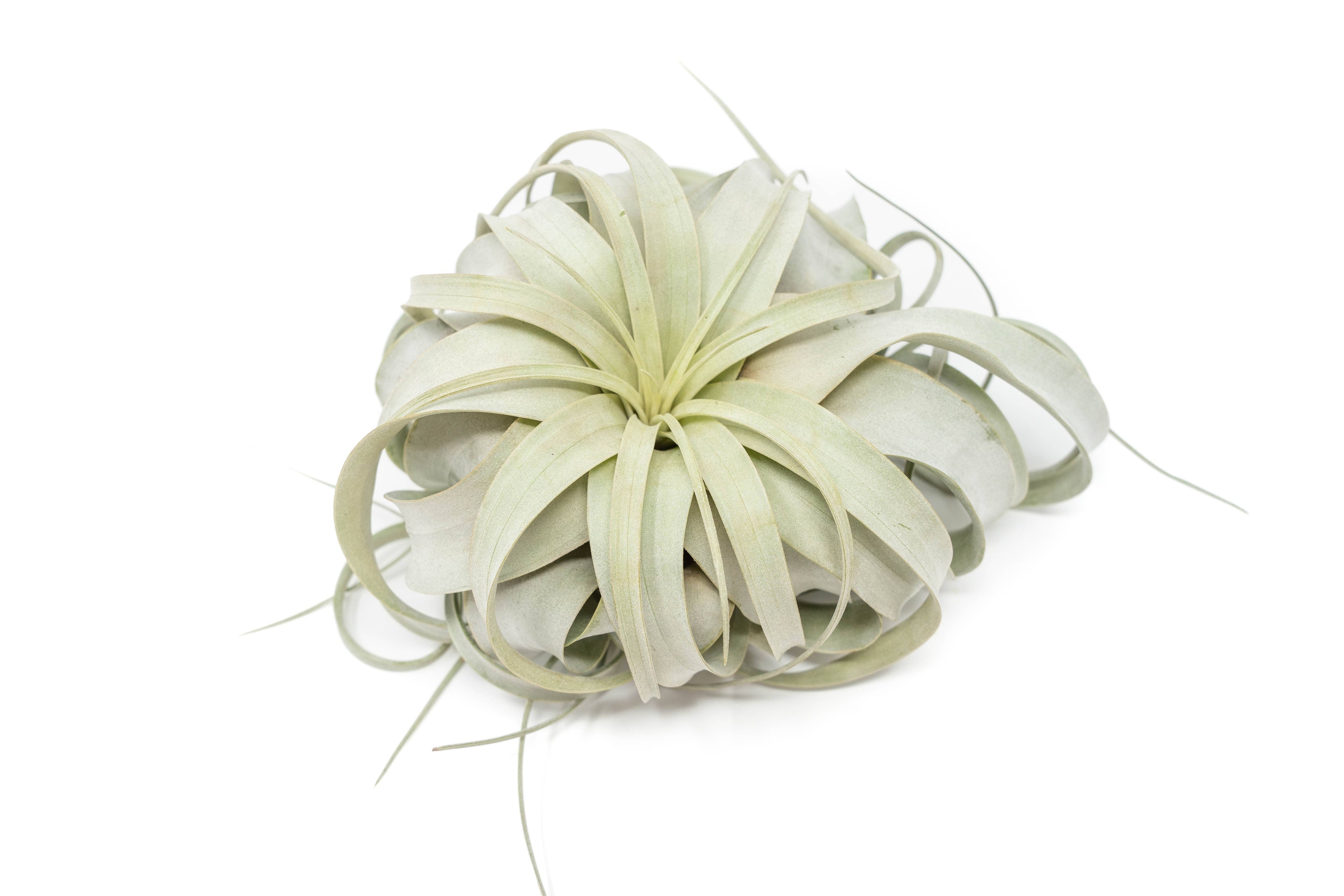 Large Tillandsia Xerographica