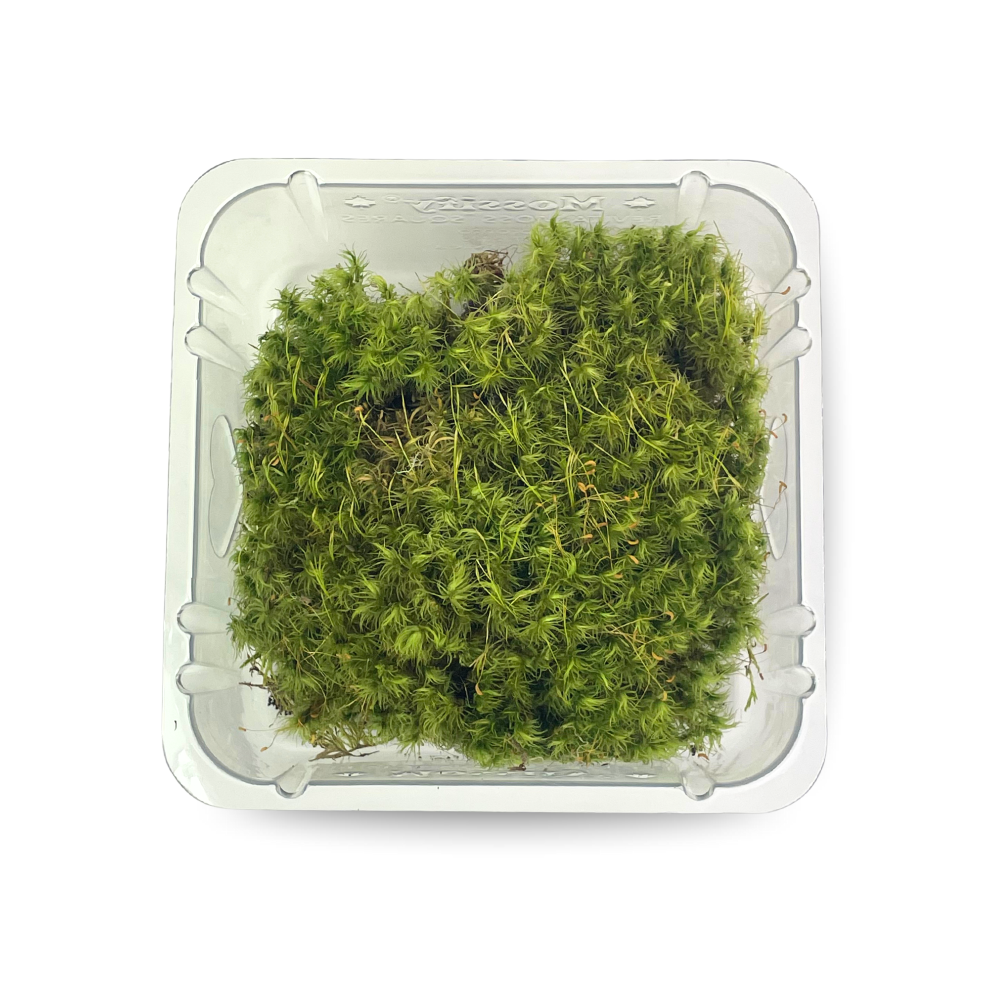 Live Mood Moss – Dormant 6X6" Squares, Hand-Harvested: Dicranum Scoparium