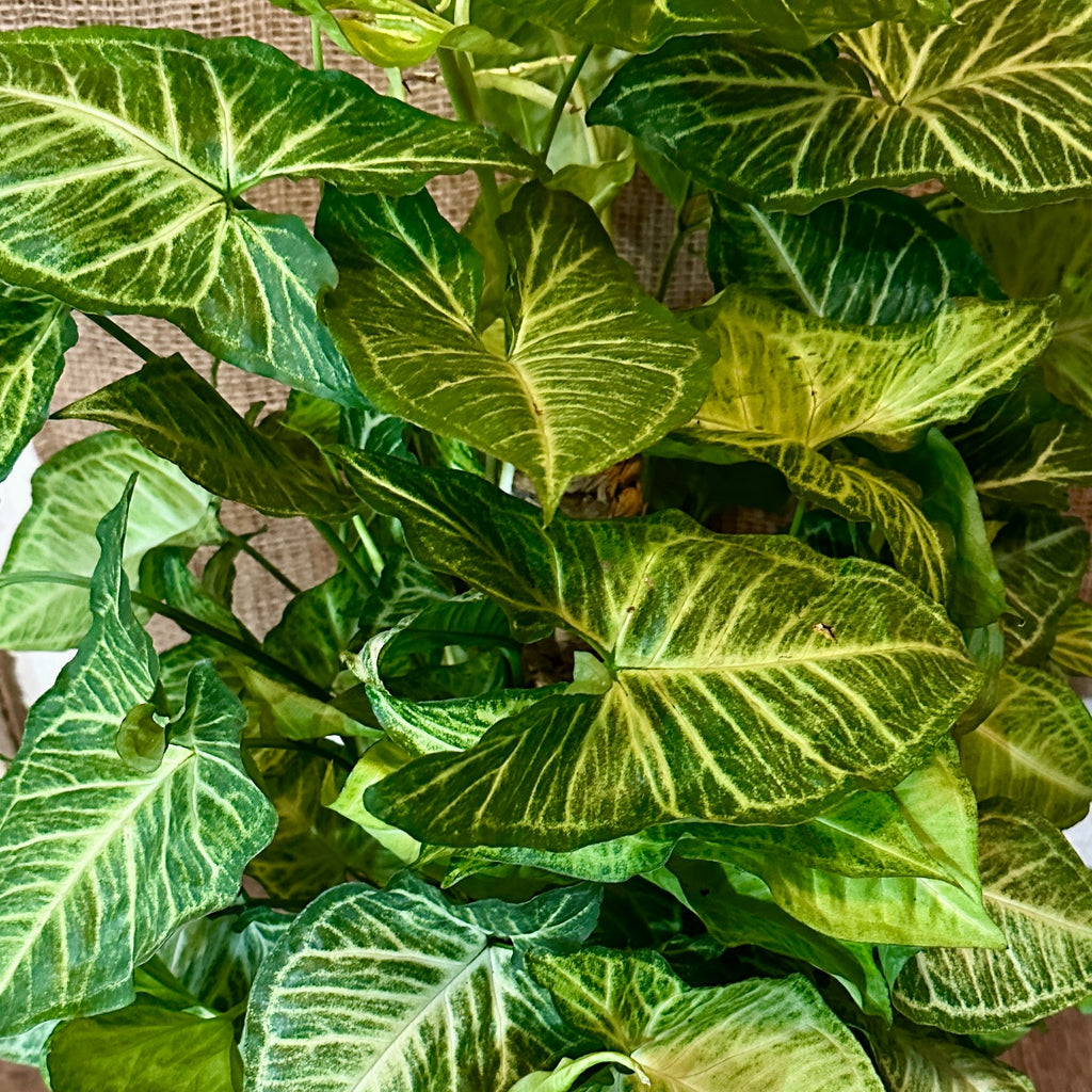 6" Nephthytis | Syngonium White Butterfly With Pole