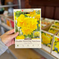 Narcissus Golden Delicious 7 Bulbs/Package