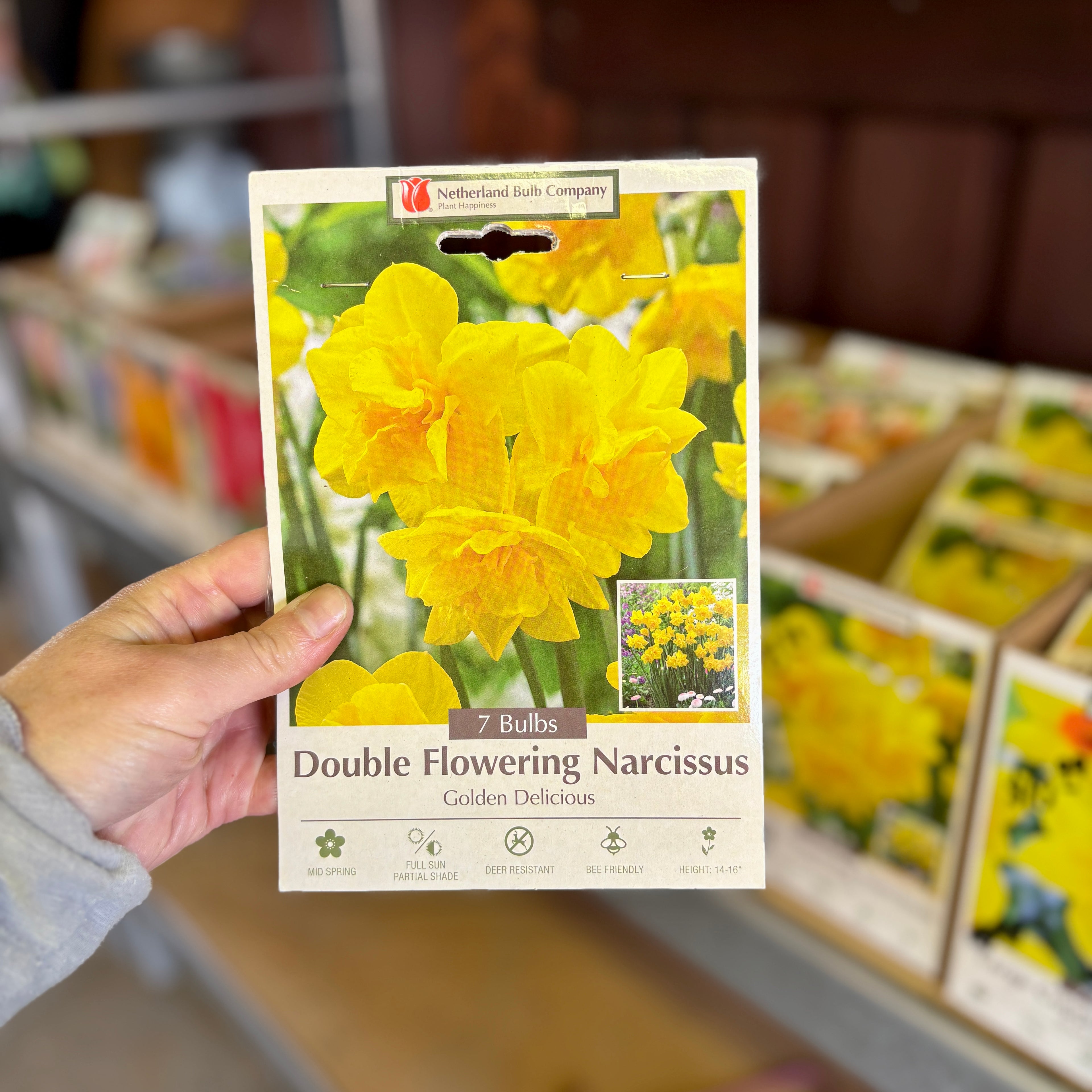 Narcissus Golden Delicious 7 Bulbs/Package