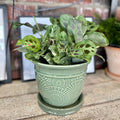 8" Celadon Annandale Pot W/ Attached Saucer