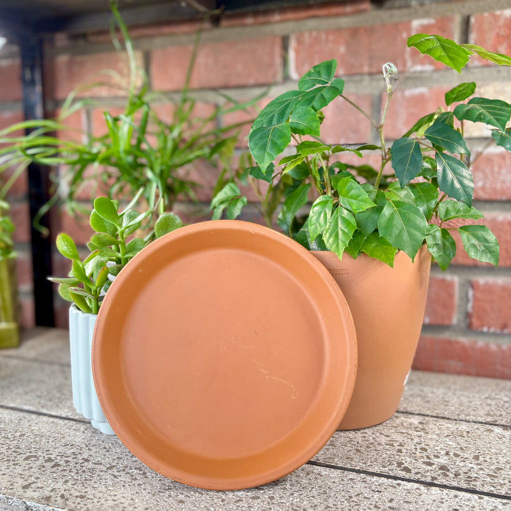 8" Terracotta Saucer
