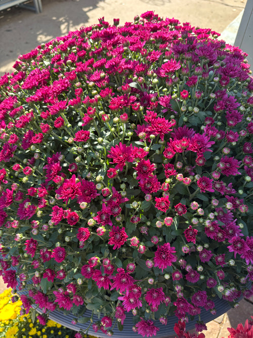 12" Purple Annual Mum Patio Pot