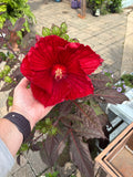 Hibiscus 'Midnight Marvel' #3