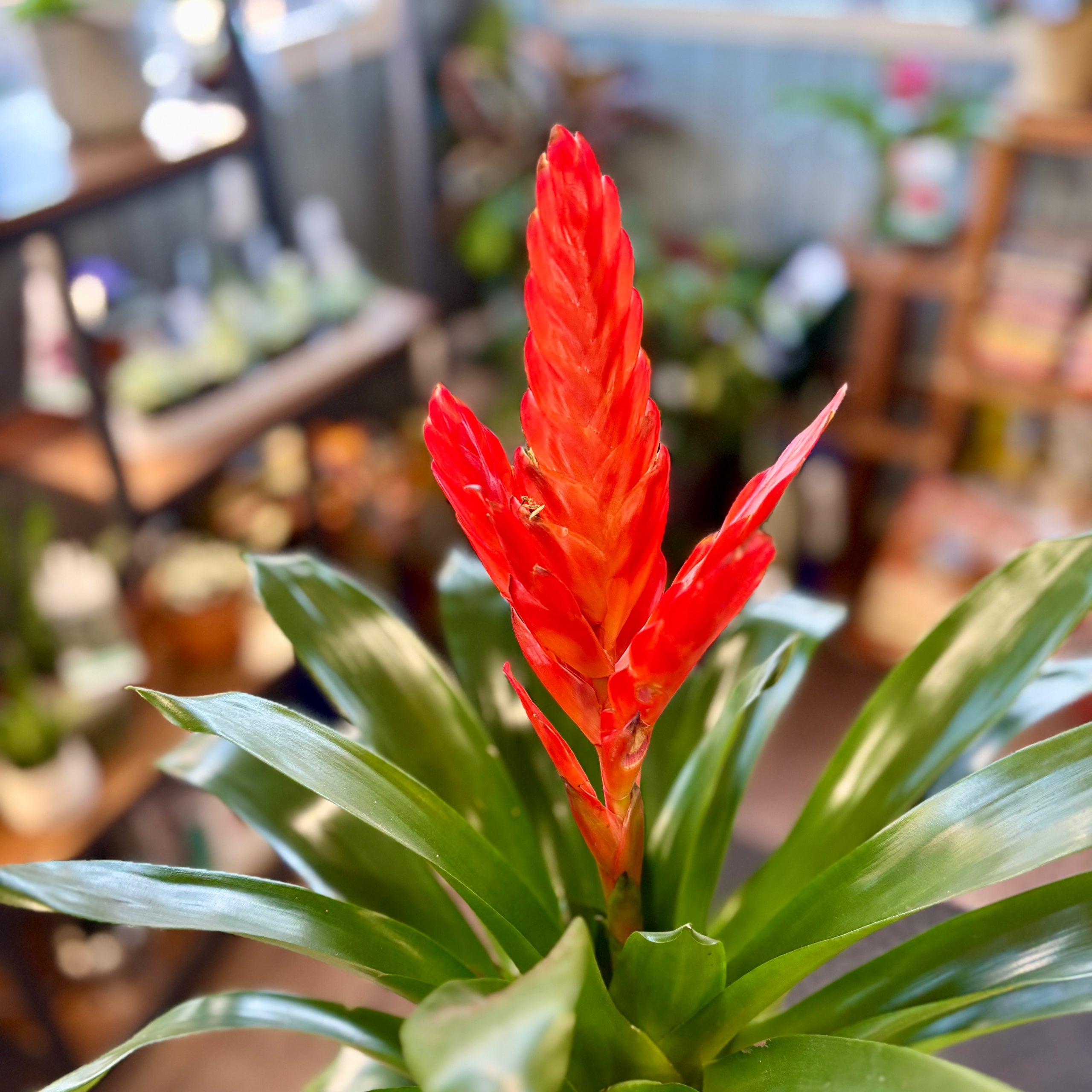 Bromeliad Vriesea Intenso