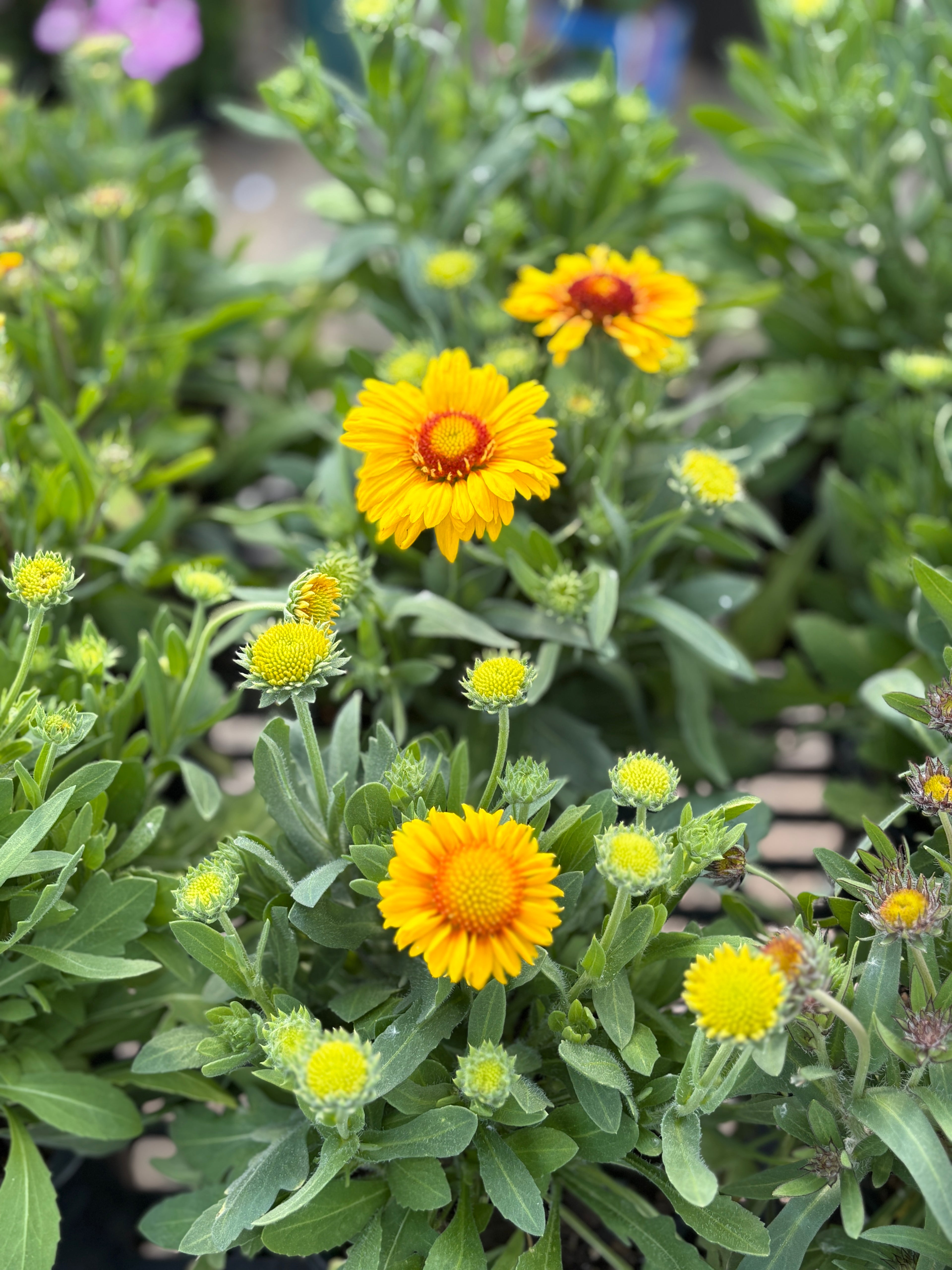 Gaillardia 'Arizona Apricot' #1 Gallon Pot