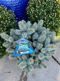 Picea Pungens 'Moonstone' #3 Gallon