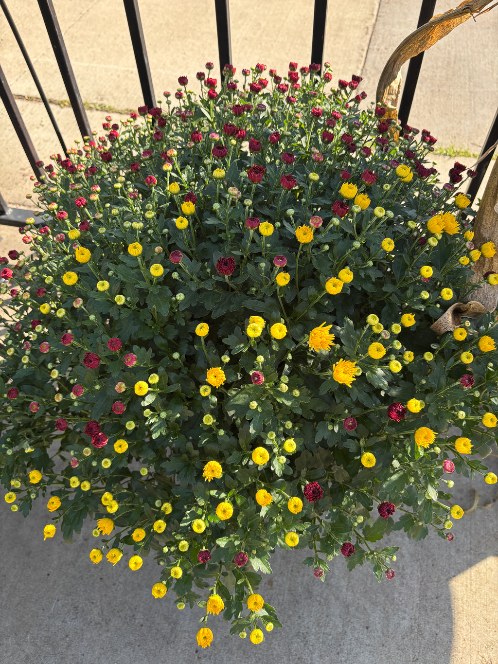 12" 'Cheryl Mix' Annual Mum Patio Pot