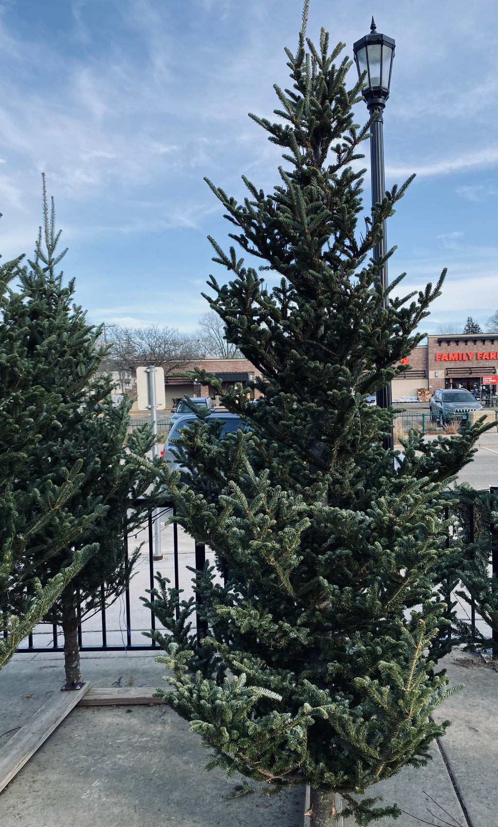 Natural Fraser Fir Christmas Tree - 11-12'