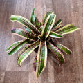 Neoregelia Hypnotica