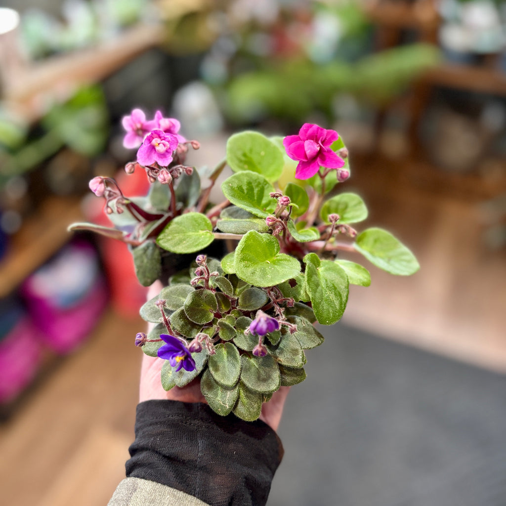 African Violet - 2"