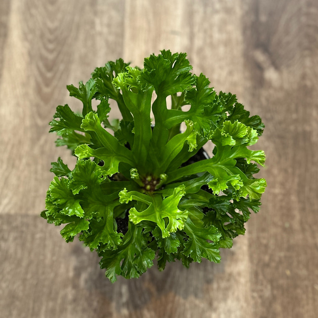 Leslie Birdsnest Fern 6"