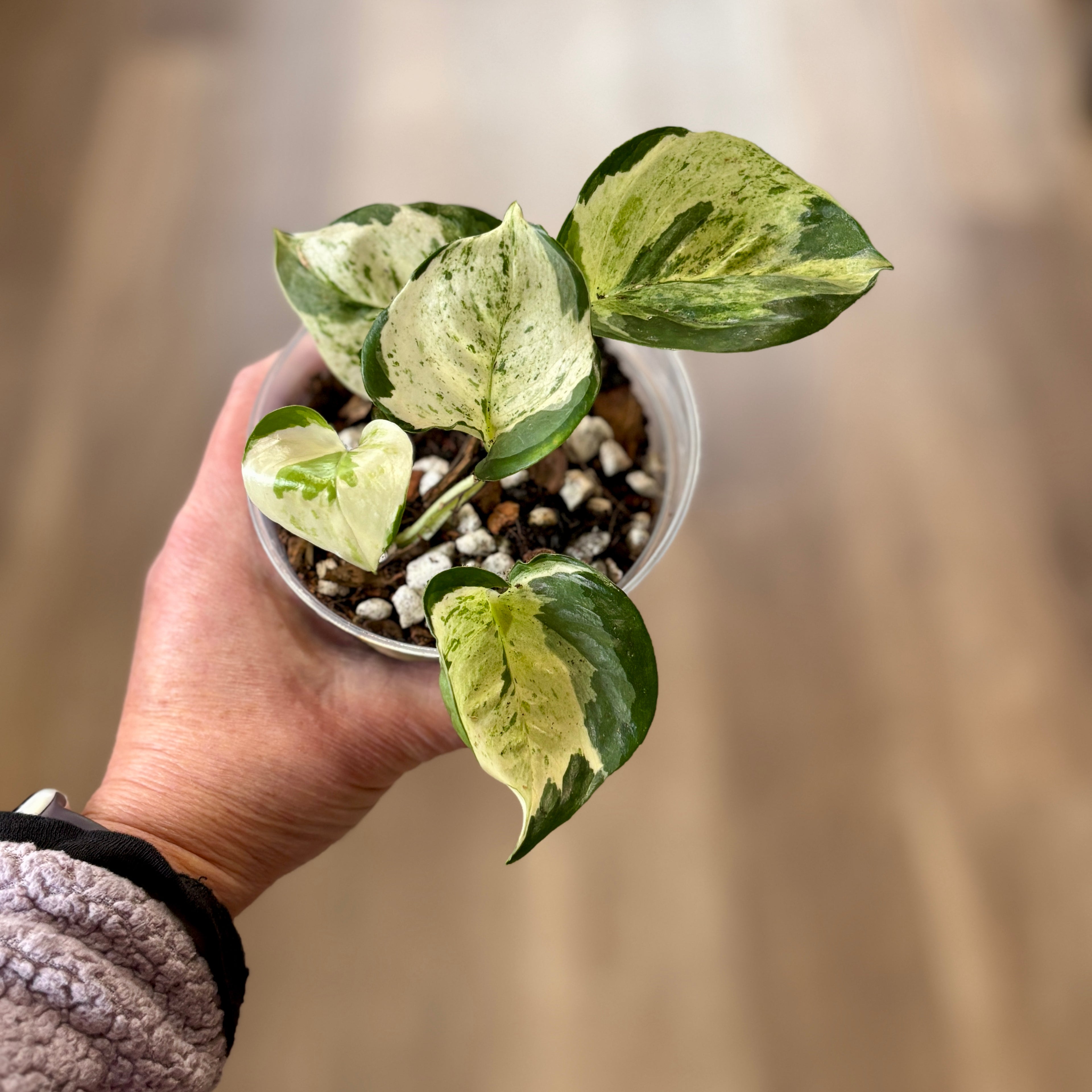 Pothos 'Manjula' 4" Rooted Cuttings