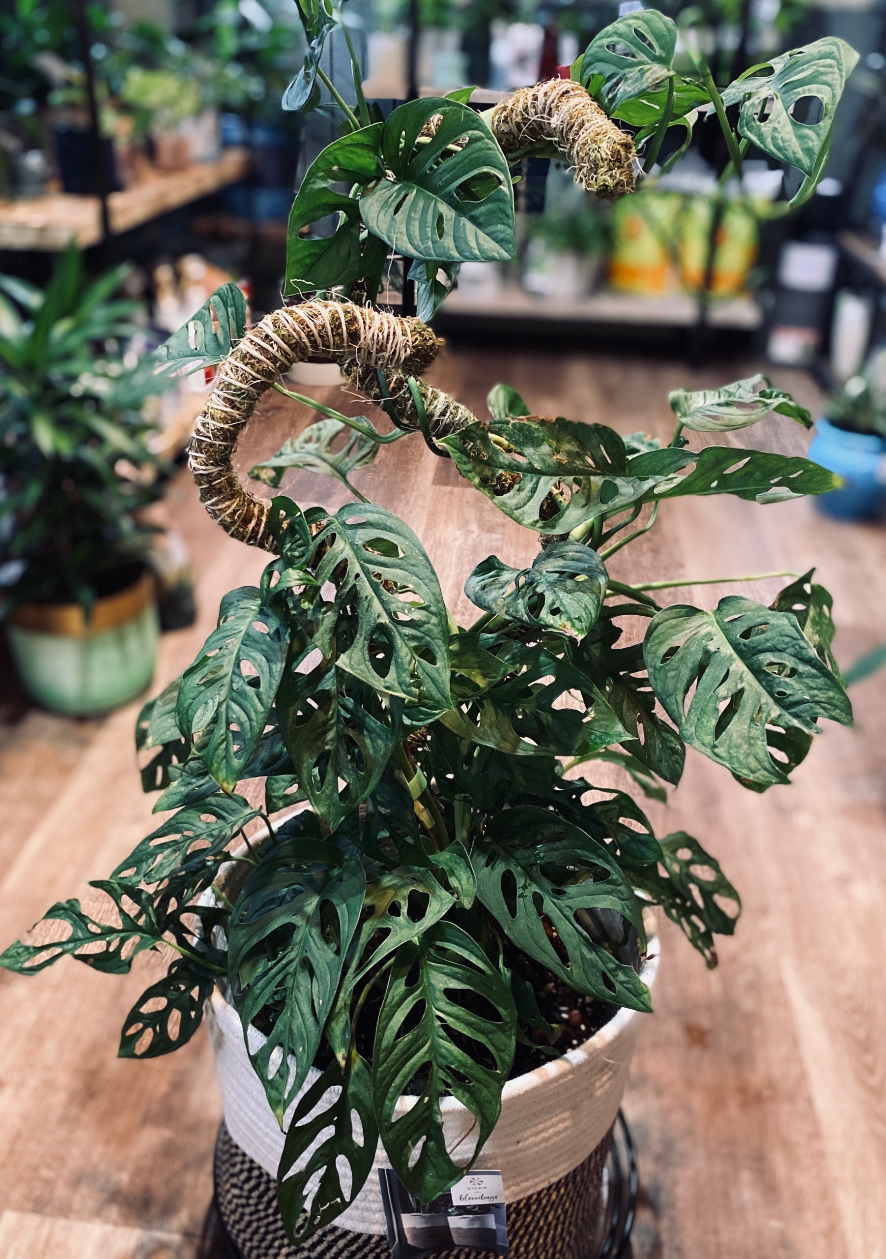 Plant Supports 101: Stakes, Moss Poles & More!