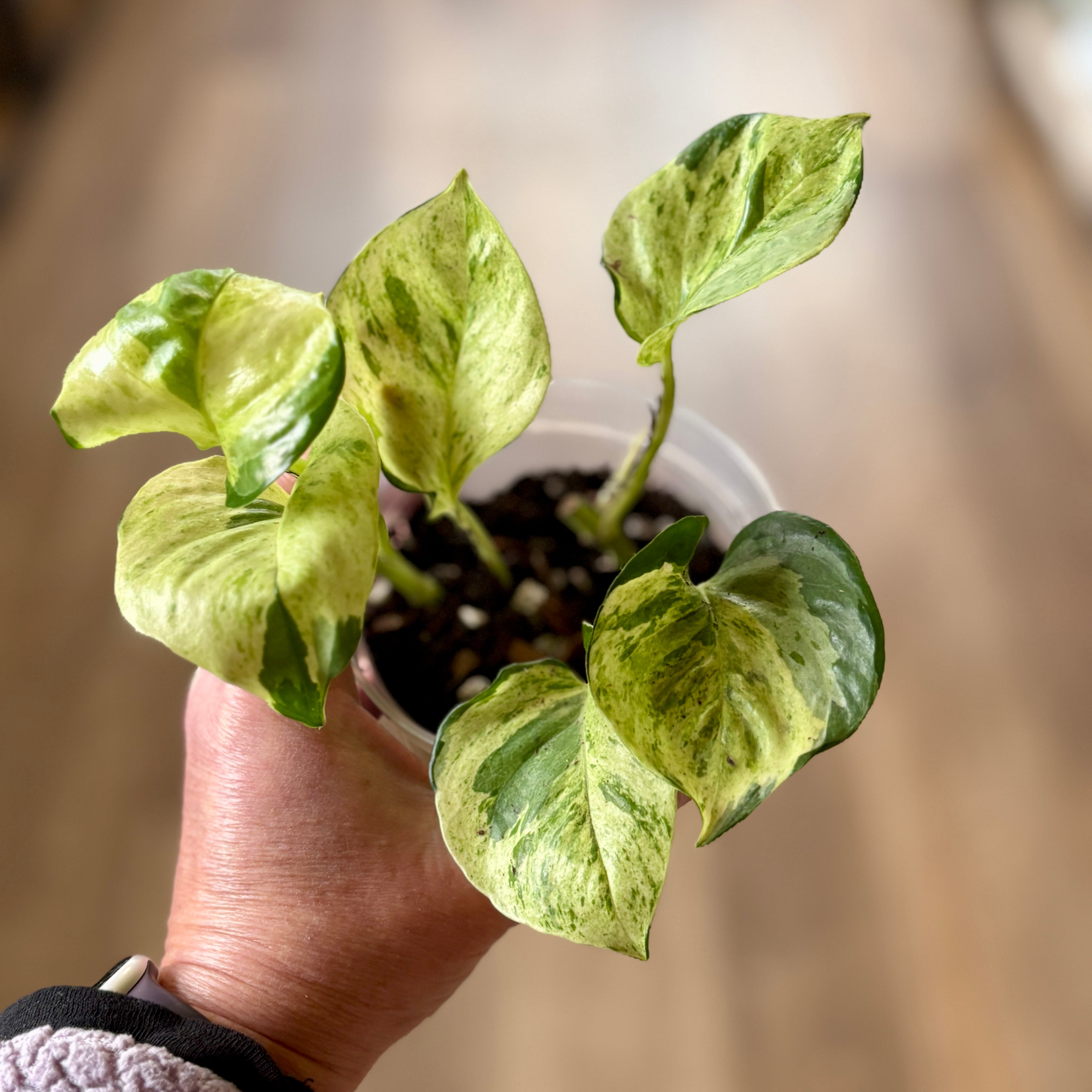 Pothos 'Manjula' 4" Rooted Cuttings
