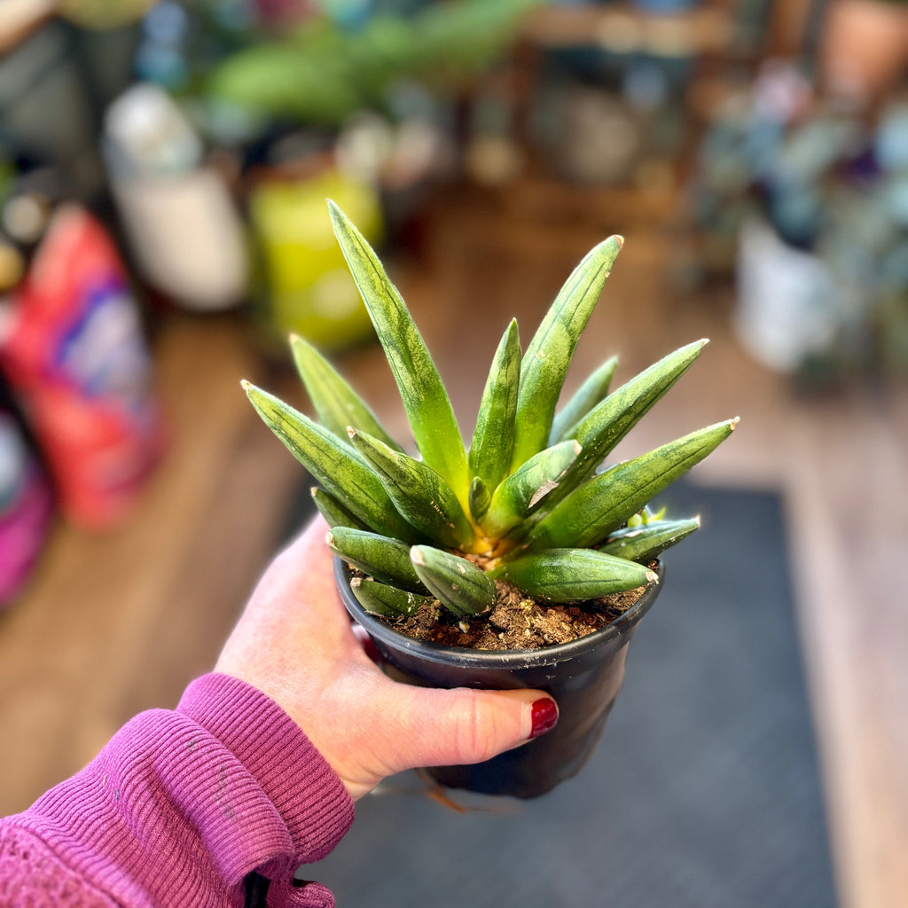 Sansevieria Hedgehog 4"