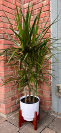 Dracaena Marginata Cane 6"