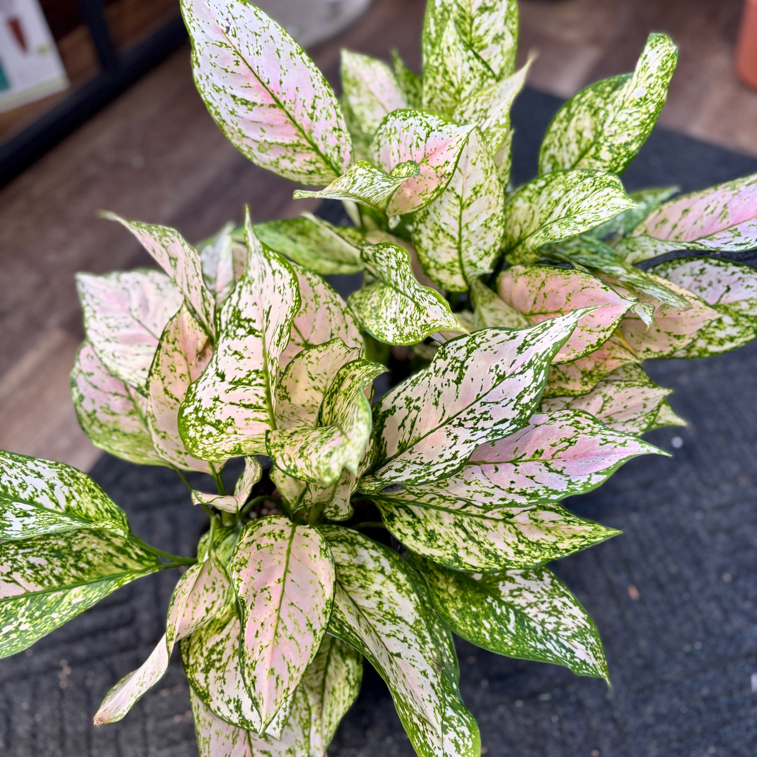 Aglaonema 'Etta Rose'