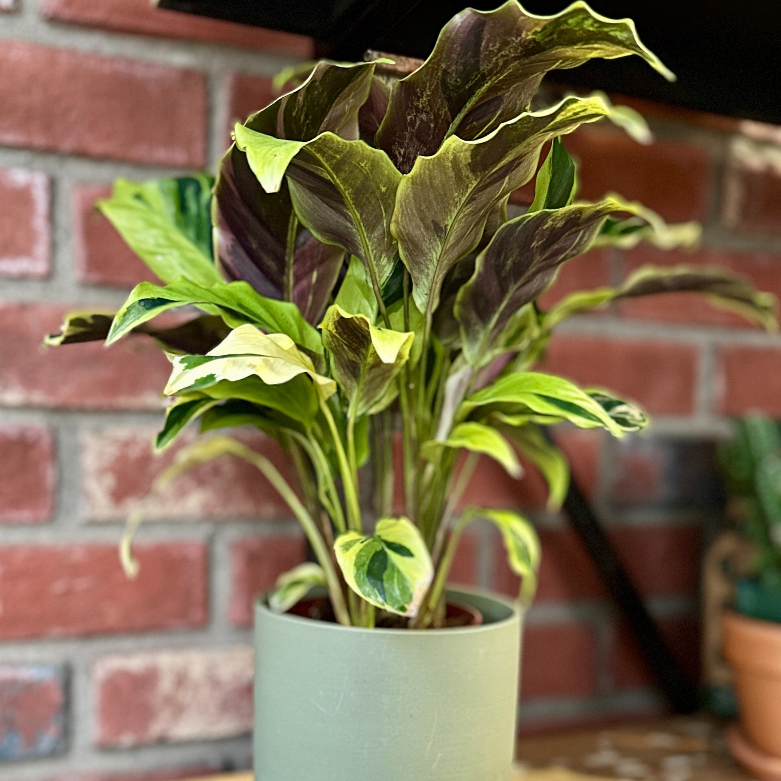4" Calathea Yellow Fusion