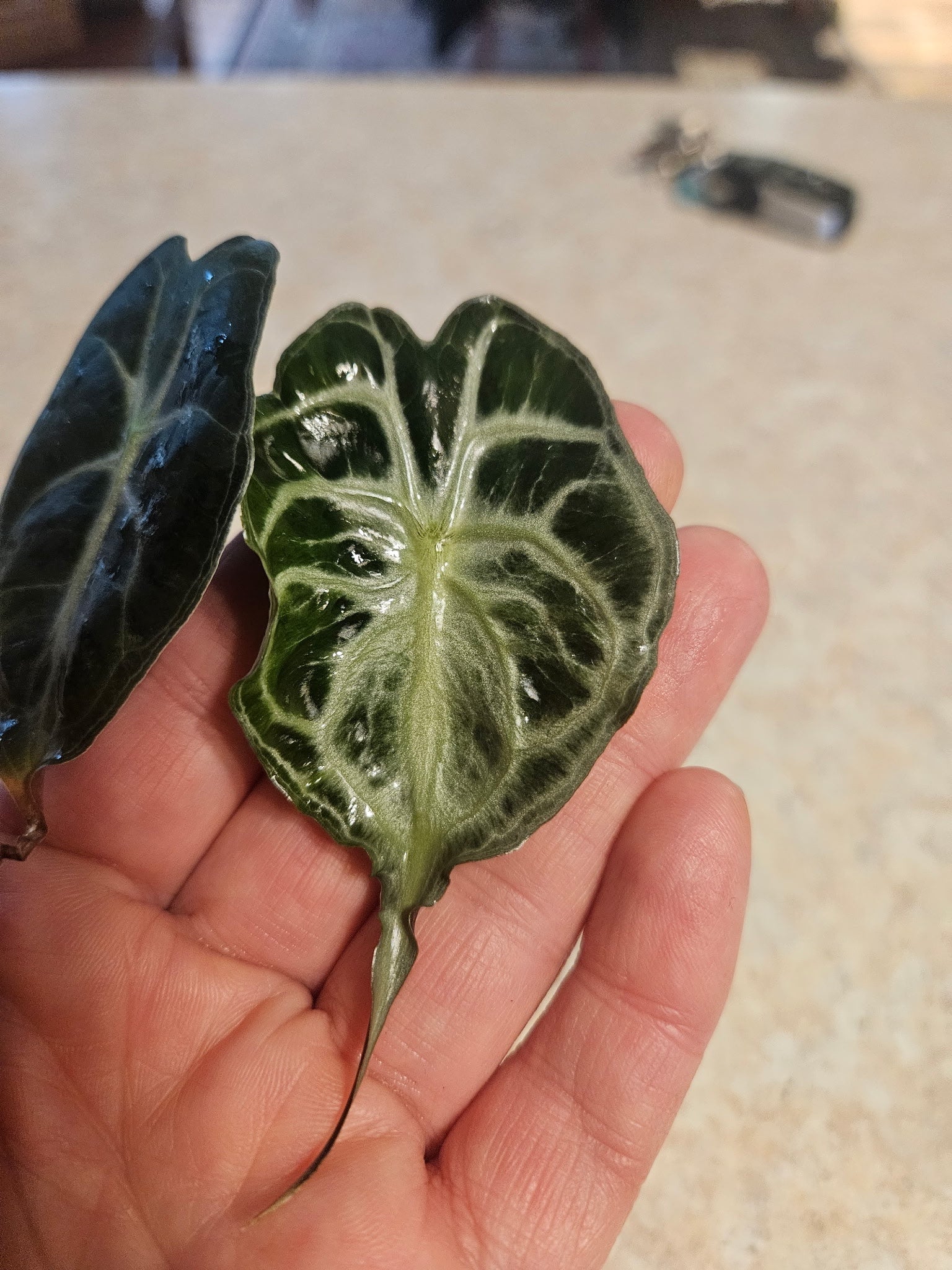 Alocasia 'Venom'