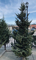 Natural Fraser Fir Christmas Tree - 12-14'
