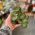 Strawberry Begonia 4"