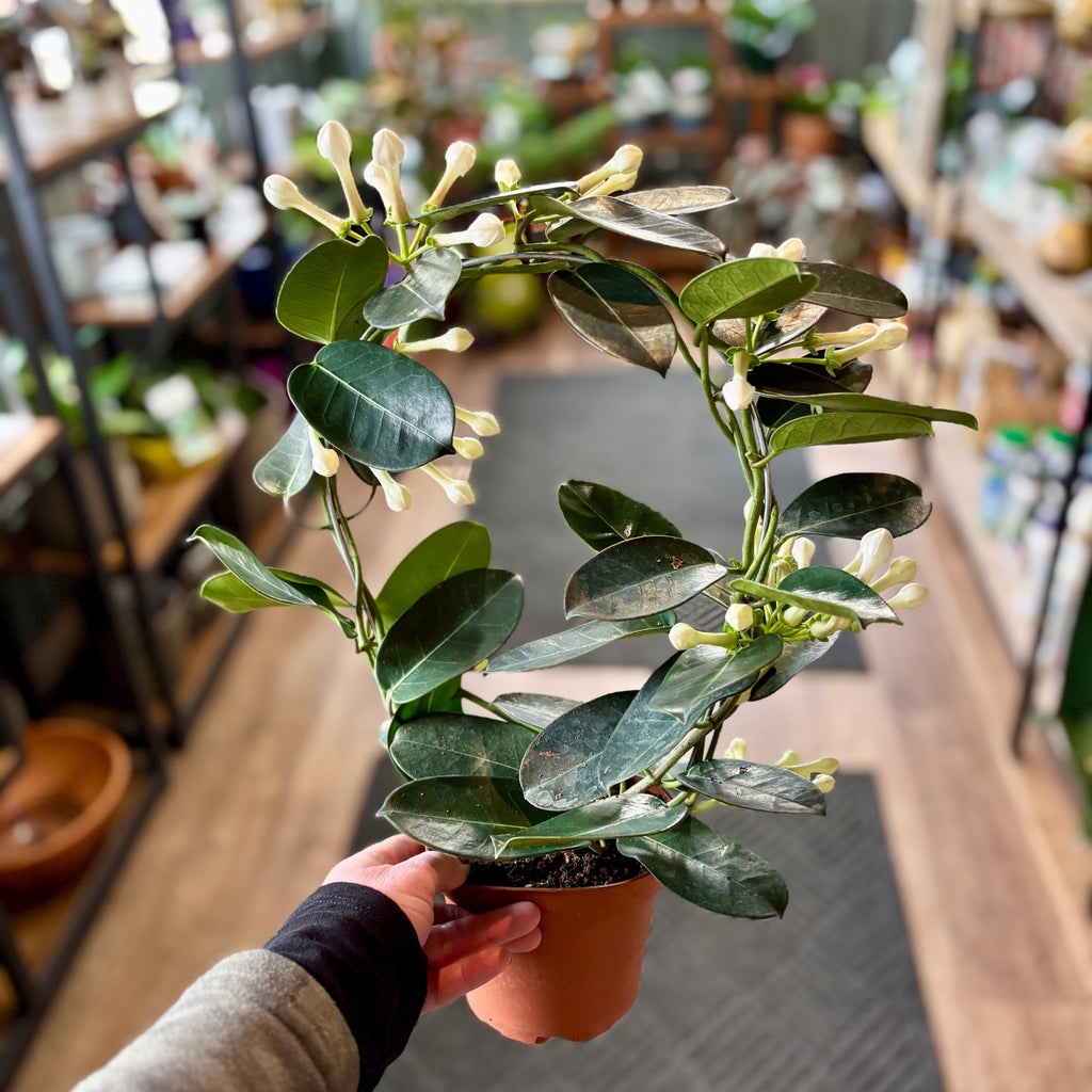 Stephanotis Hoop 5"