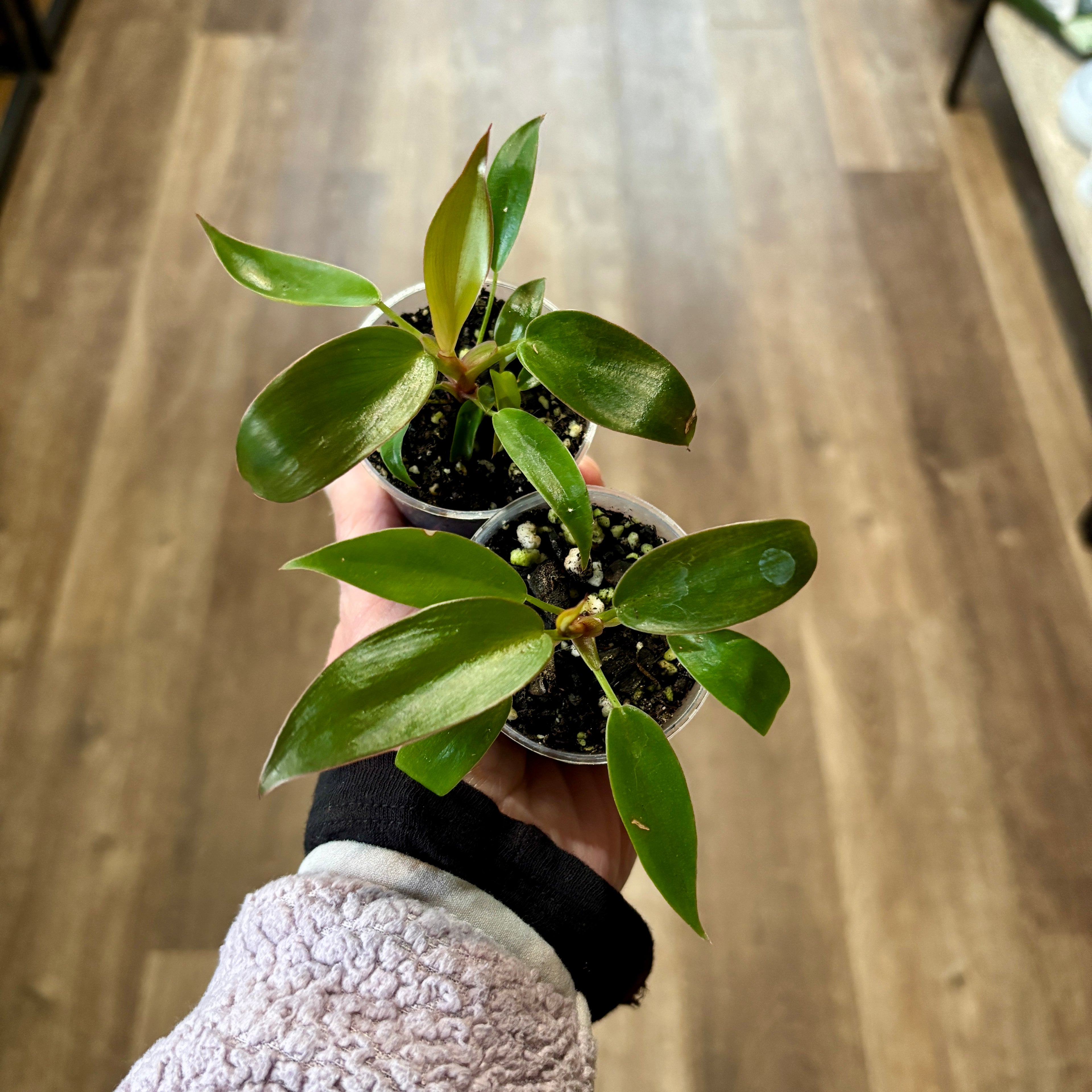Philodendron 'Florida Bronze' - 3"
