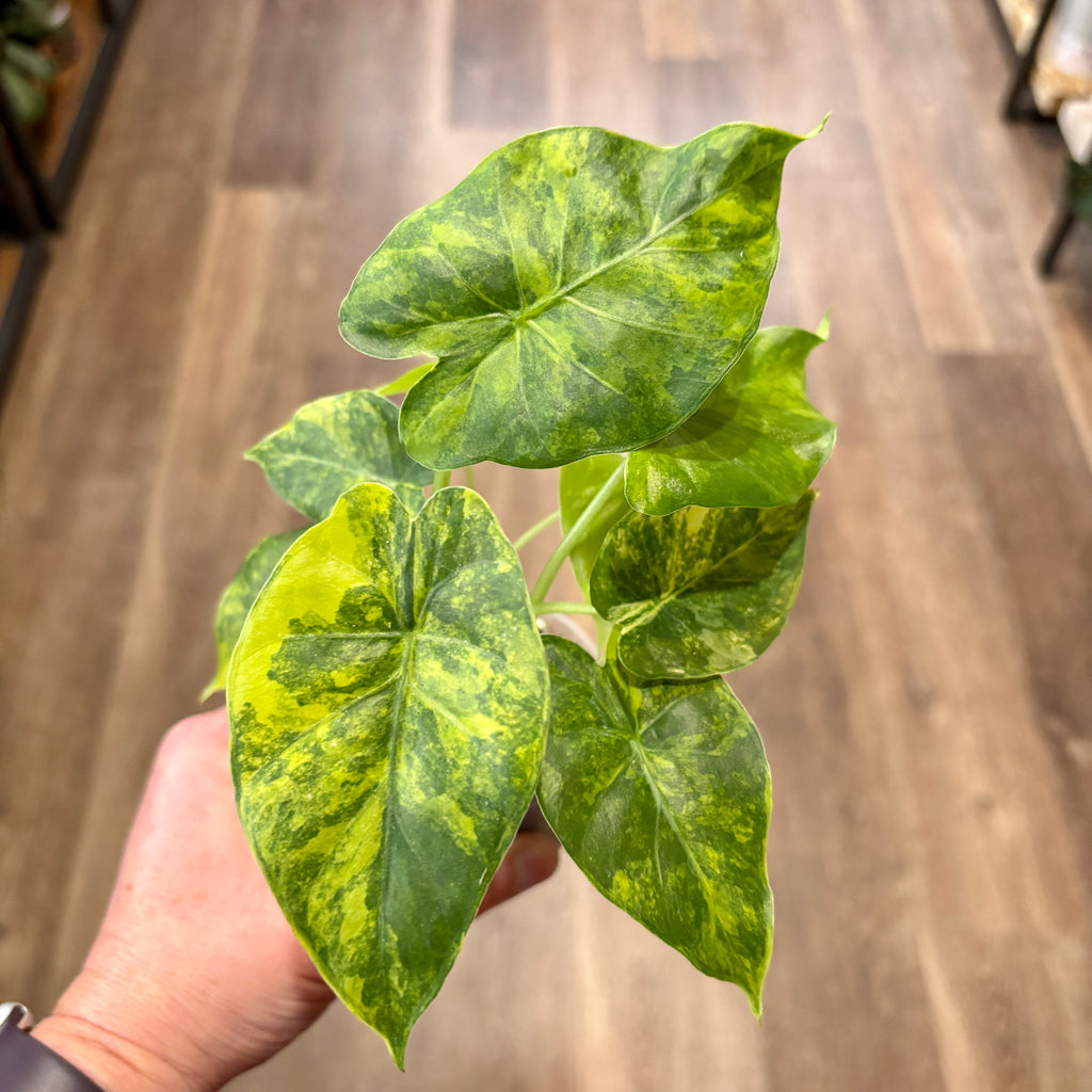 Alocasia 'Gageana Aurea'