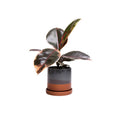 Minute Ceramic Planter Indoors 5 Inch Clay Terracotta Pot: Terracotta, 5"