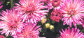 9" Dendranthema Igloo Fireworks Pink Mum
