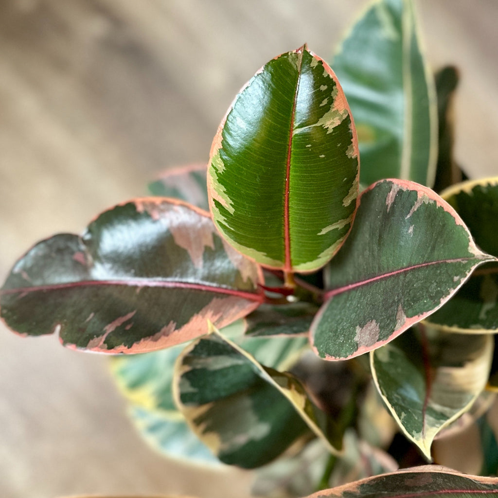 8" Ficus Ruby Braided Tree
