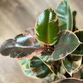 8" Ficus Ruby Braided Tree