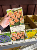 Narcissus Apricot Whirl 7 Bulbs/Package