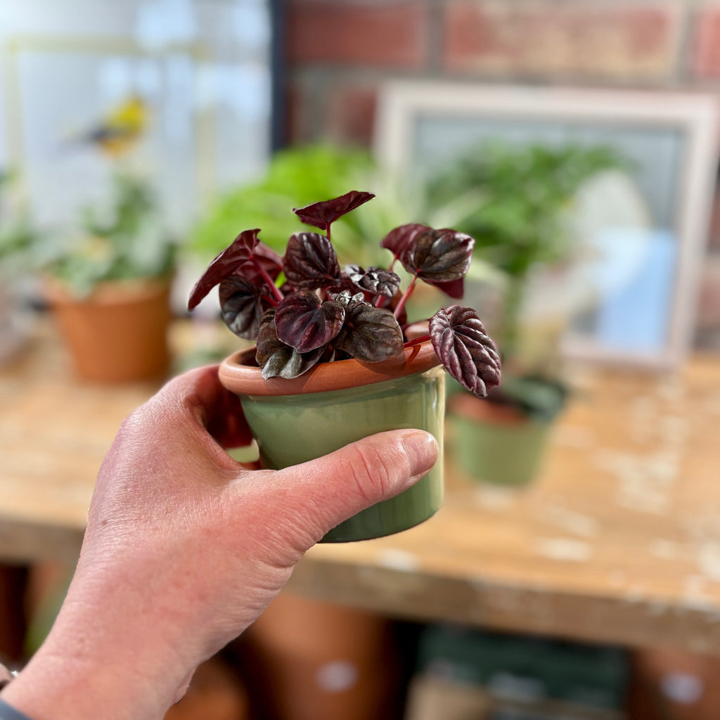 3.4" Sage Cylinder Glazed Terracotta Pot