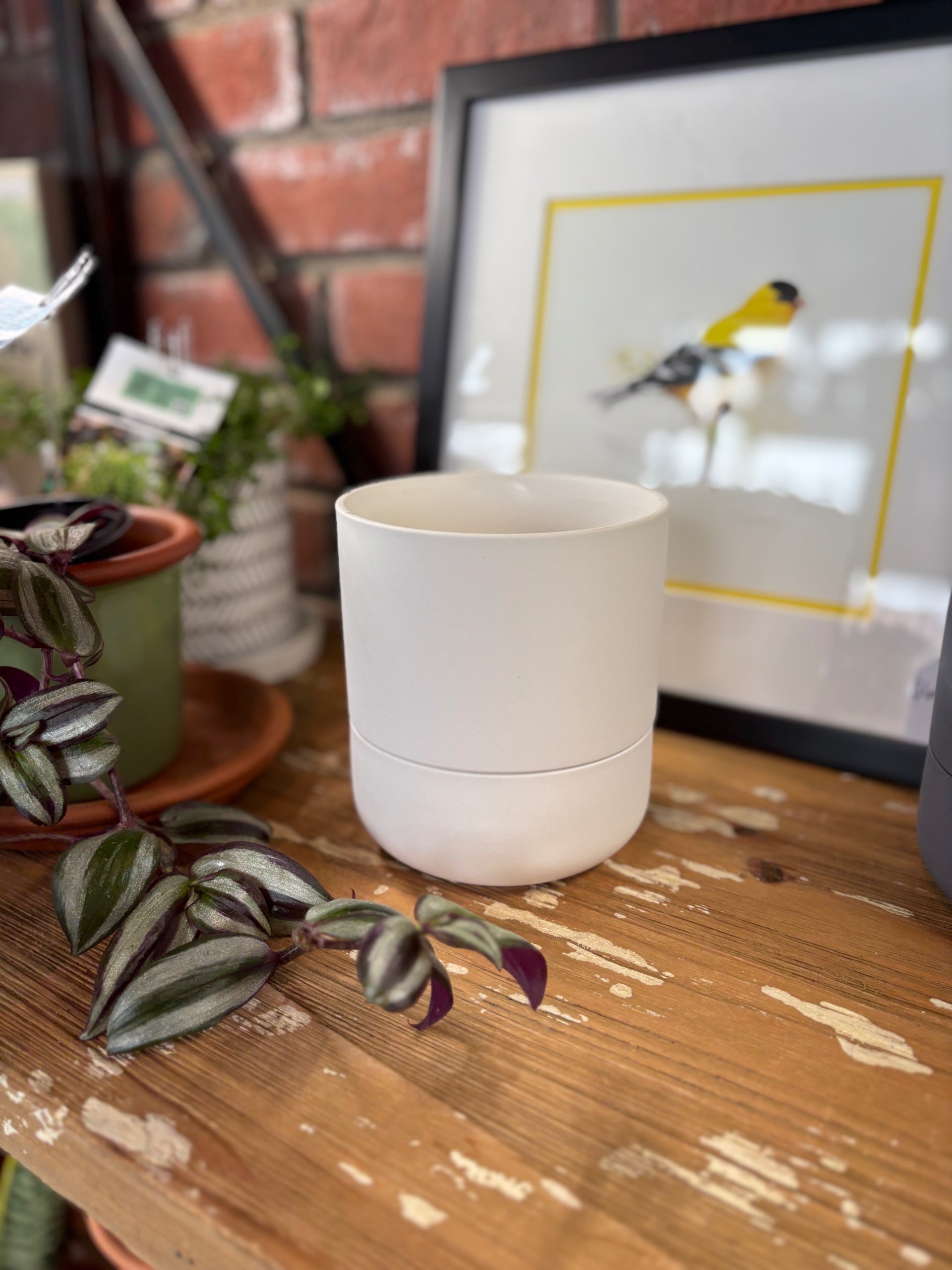4.5" White Ryan Self-Watering Pot & Saucer