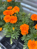 4.5" Marigolds