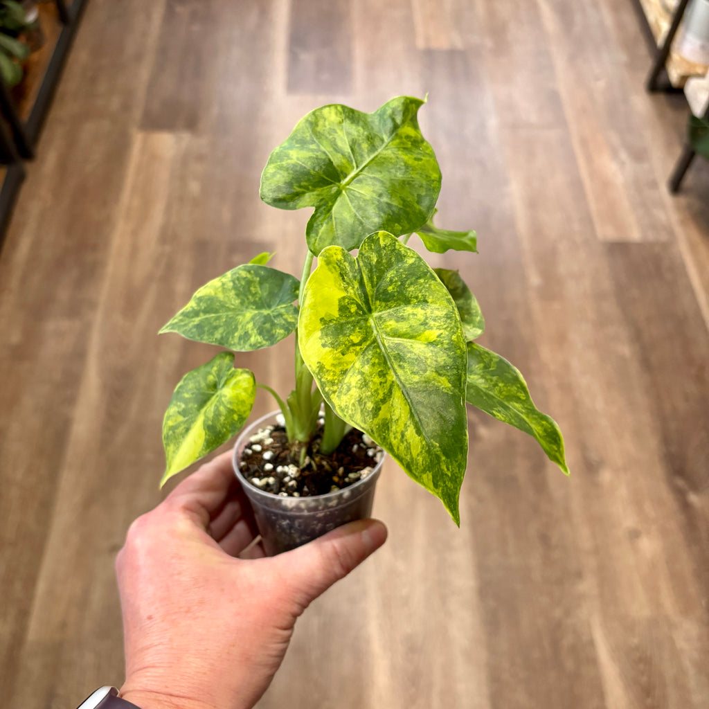 Alocasia 'Gageana Aurea'