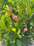 Clethra 'Ruby Spice' #2