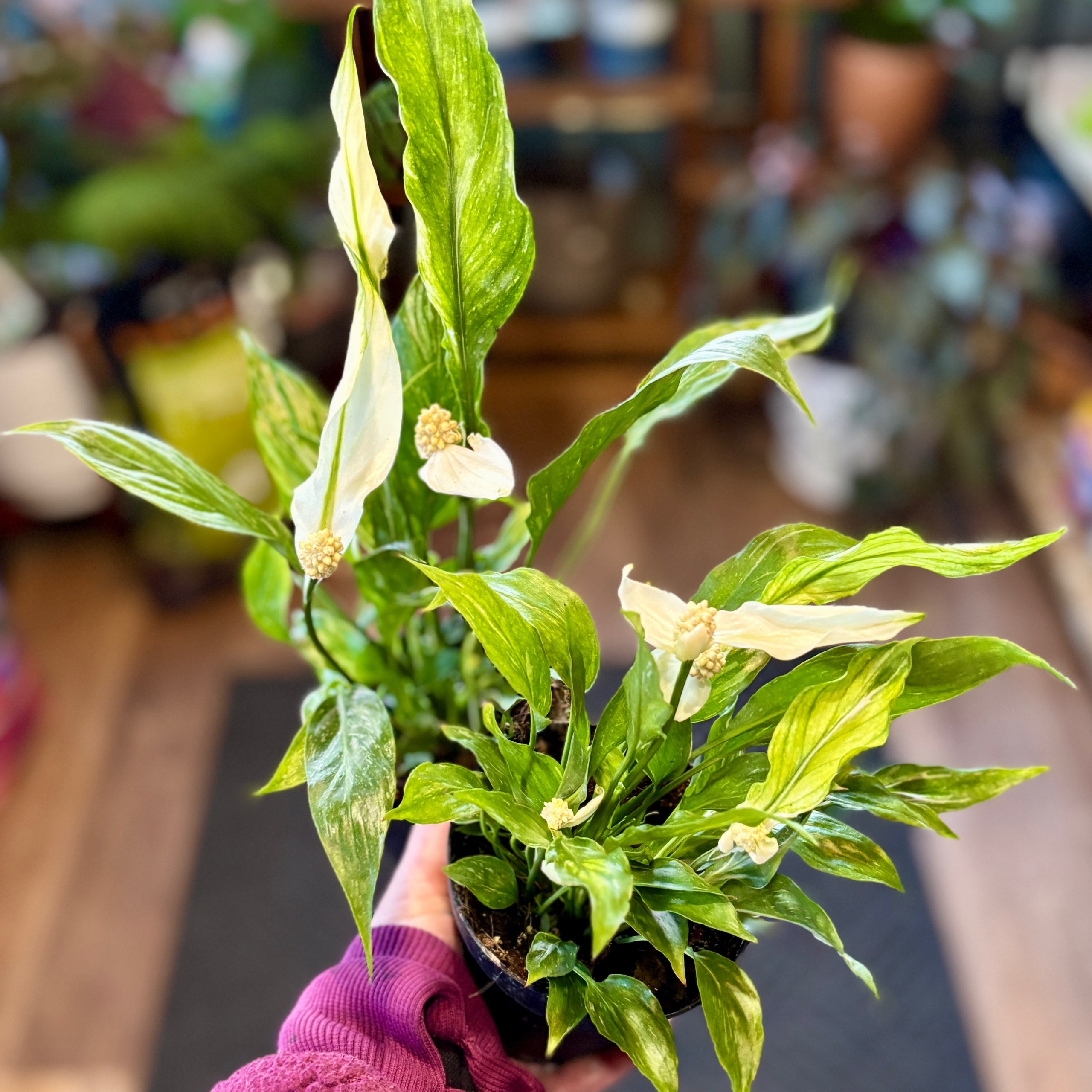 Peace Lily Domino 4"